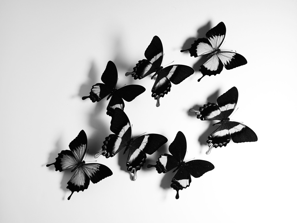 AFM papillons