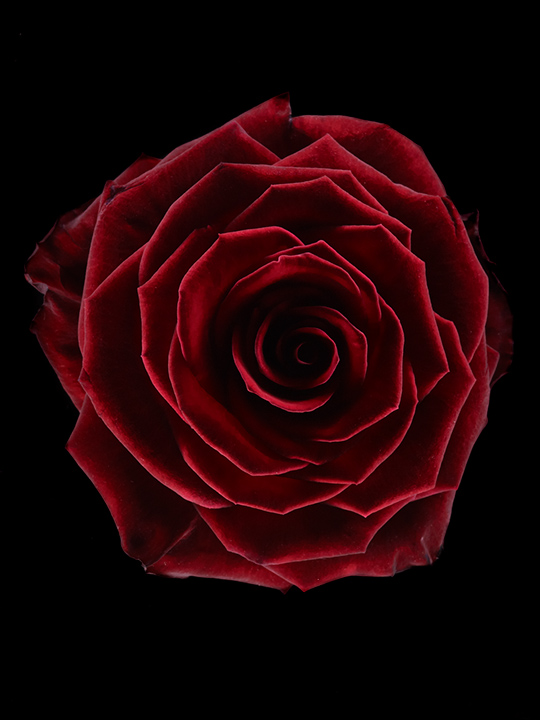 Roses – fond noir (c) PHILIPPE LACOMBE 